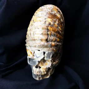 Large Ammonite Skull Carving