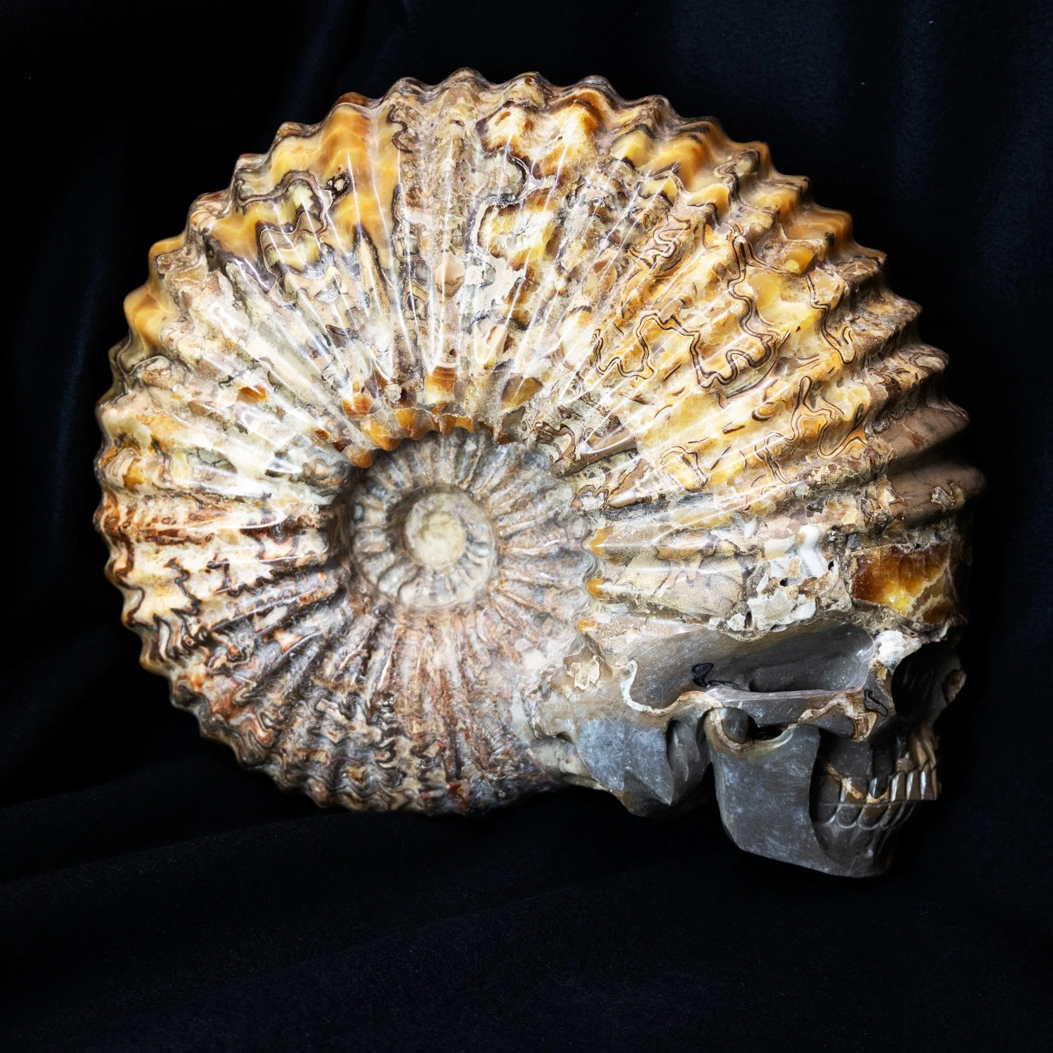 Large Ammonite Skull Carving