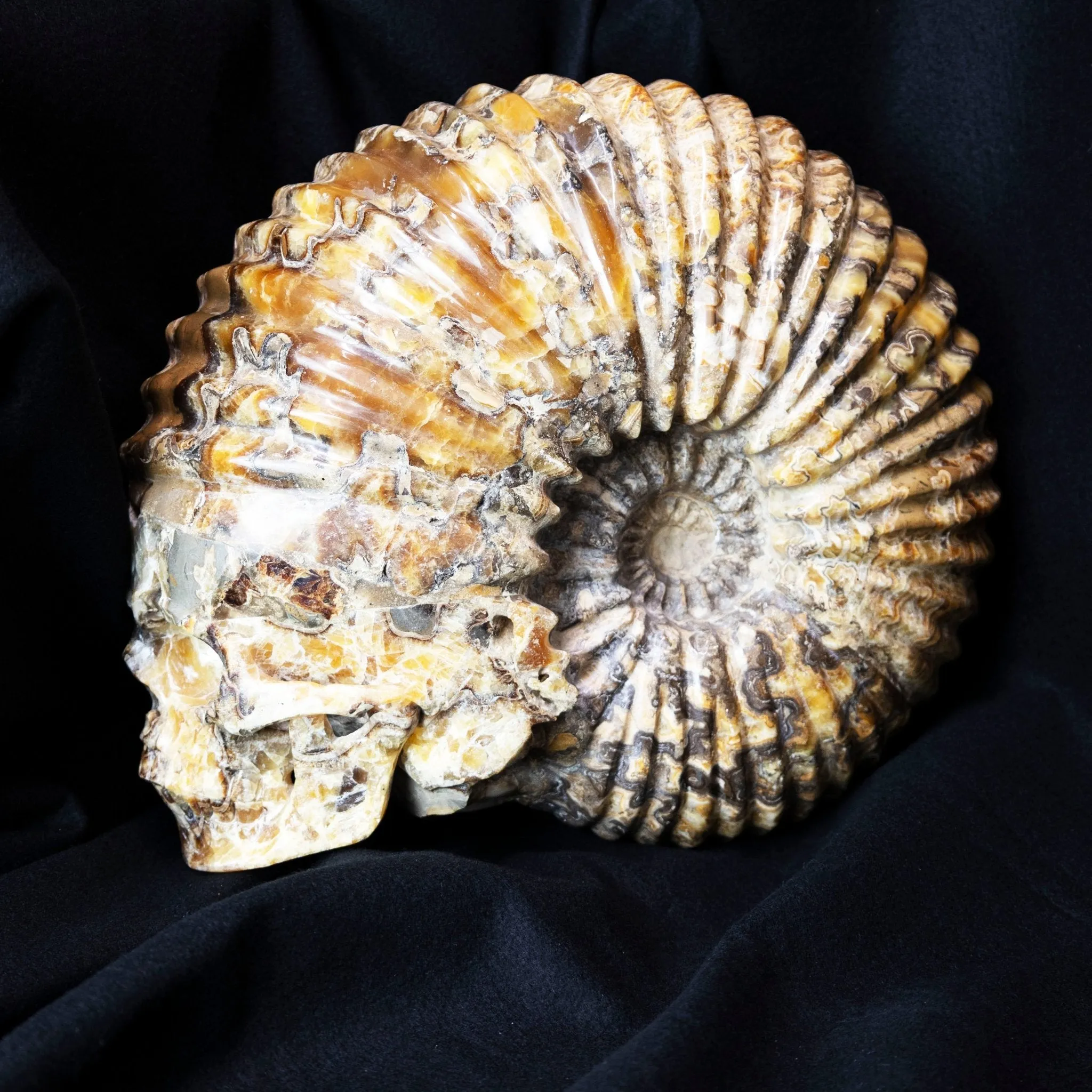 Large Ammonite Skull Carving